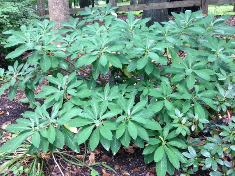 Edgeworthia cura
