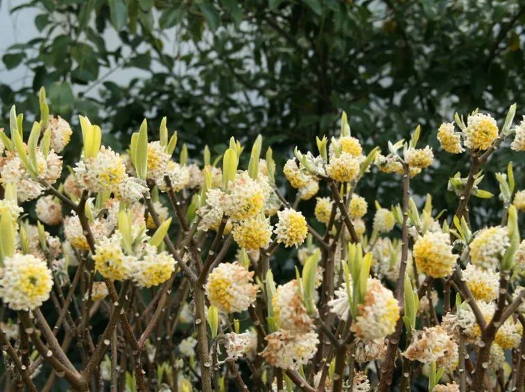 Fiori arbusti