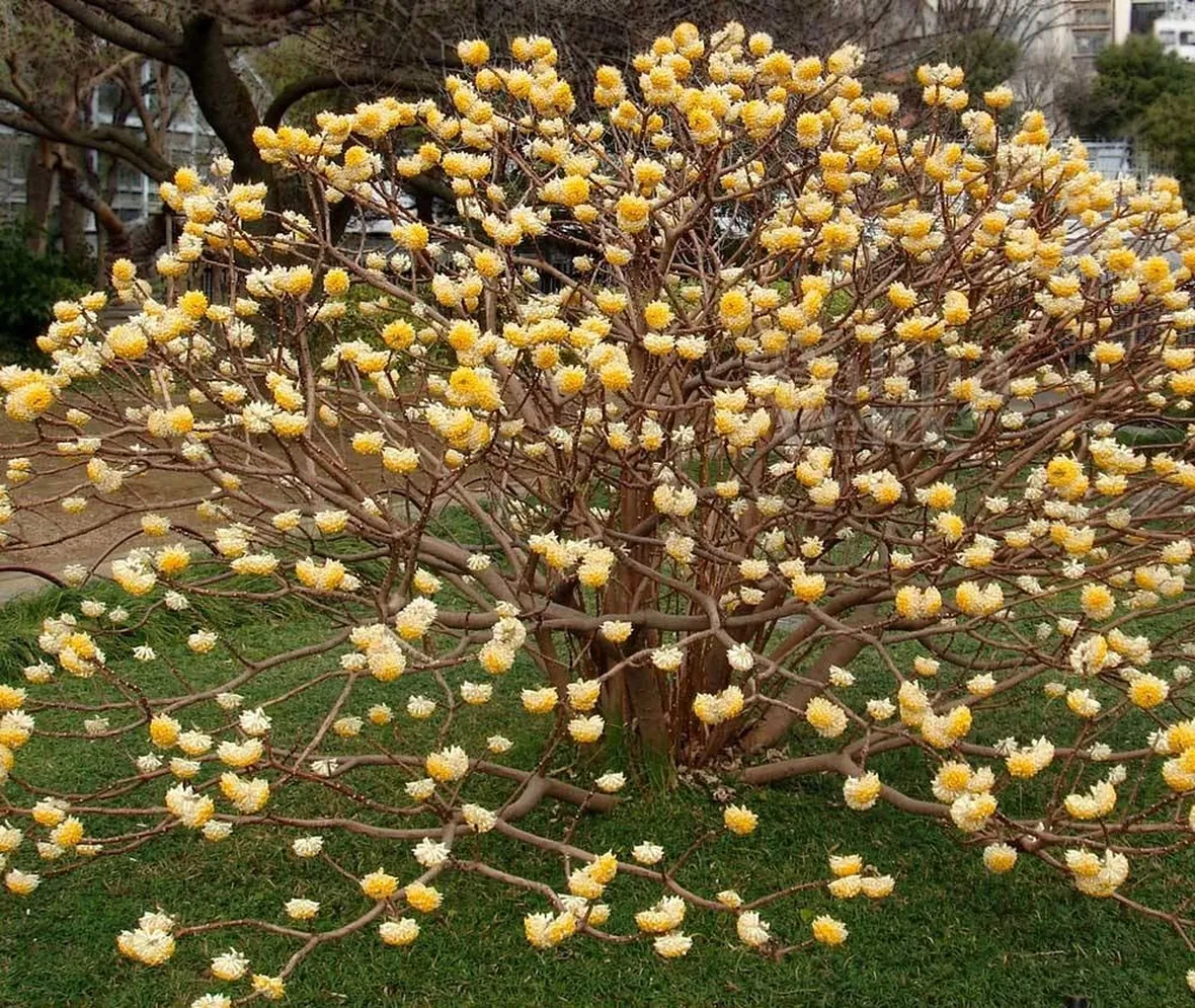 Edgeworthia fiore