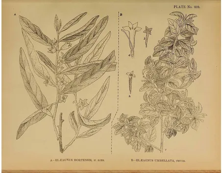 Illustrazioni botaniche di Elaeagnus