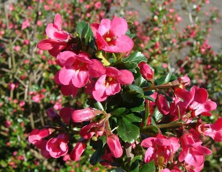 Infiorescenze rosa di Escallonia Pride of Donard