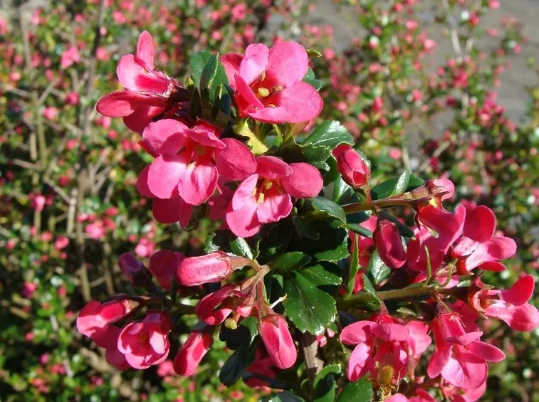 Infiorescenze rosa di Escallonia Pride of Donard