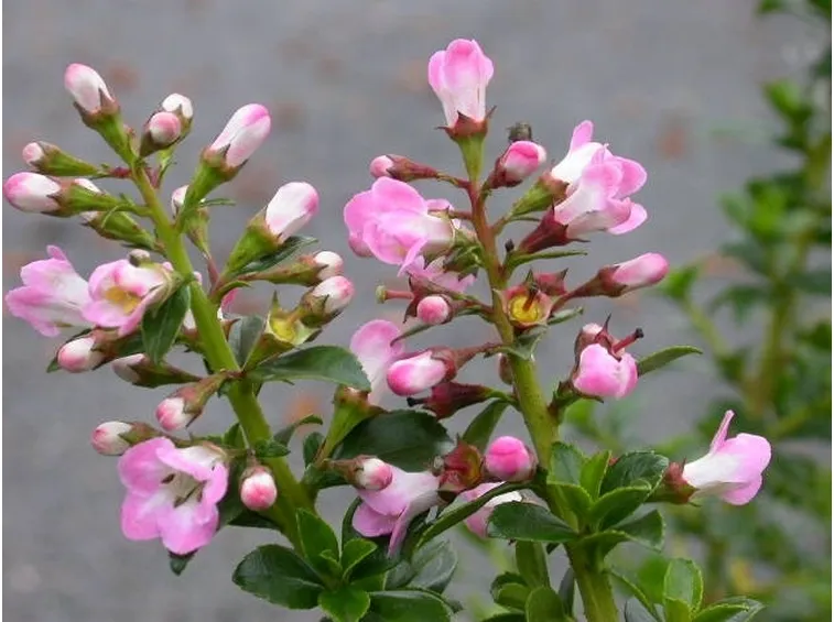 Fiori di Escallonia Apple Blossom