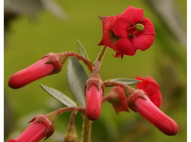 Fiori di Escallonia macrantha