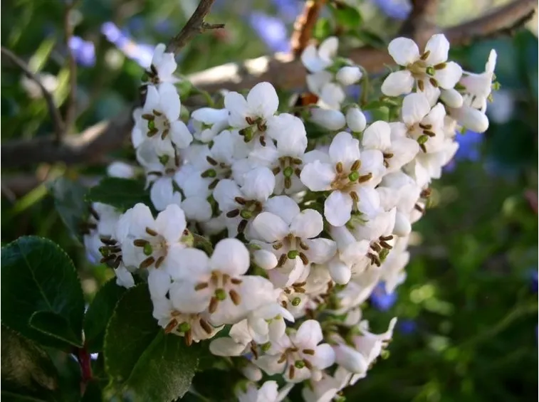 Fiori di Escallonia Iveyi