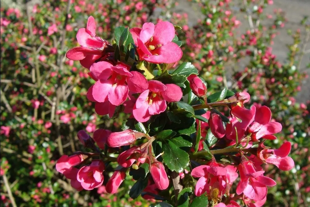 Infiorescenze rosa di Escallonia Pride of Donard