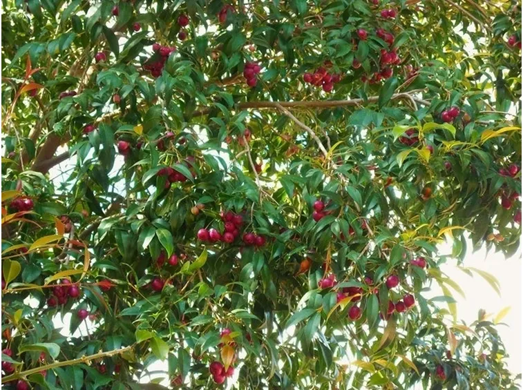 Un esemplare di eugenia myrtifolia carica di bacche rosse