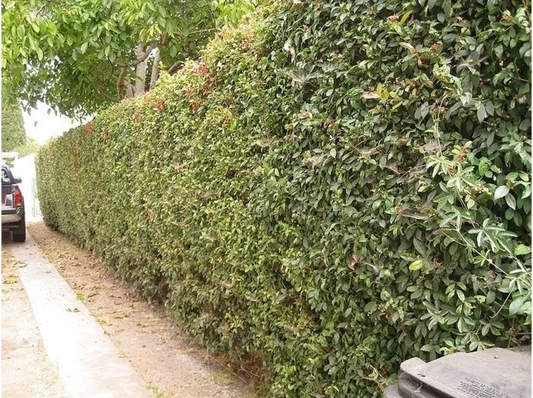 Una siepe di eugenia myrtifolia