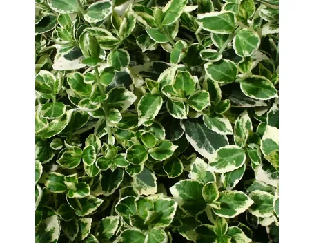 Fogliame della pianta di Euonymus fortunei