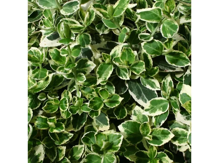 Fogliame della pianta di Euonymus fortunei