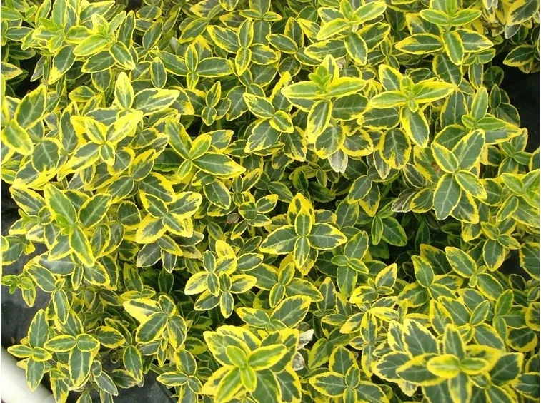 Foglie variegate di Euonymus japonica
