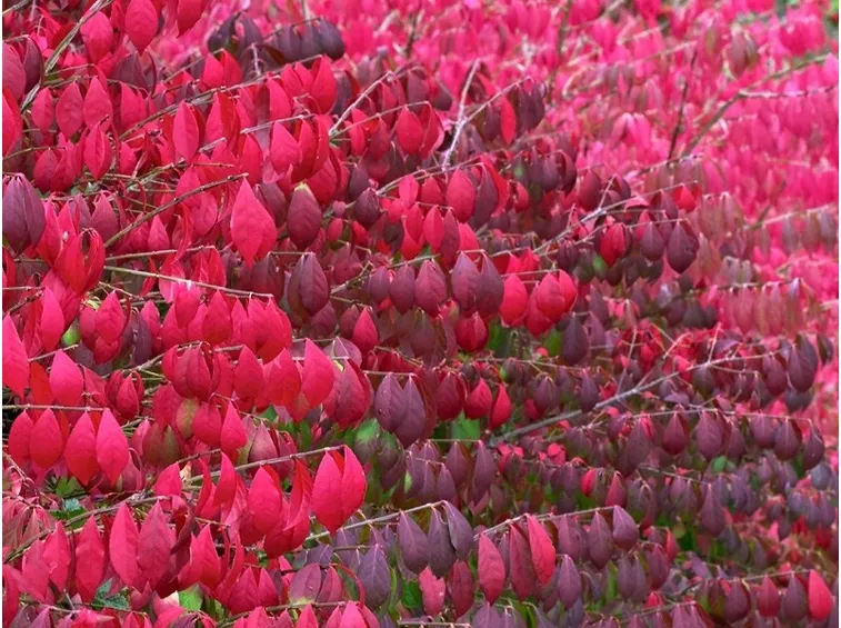 Fogliame di Euonymus alatus