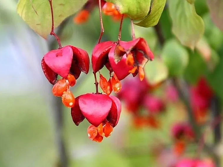 Frutti della pianta Euonymus europaeus