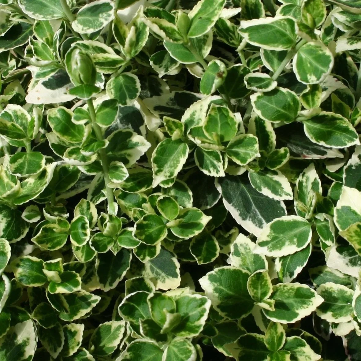 Fogliame della pianta di Euonymus fortunei