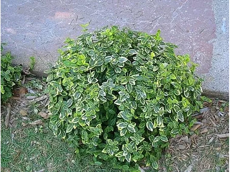 cespuglio evonimo