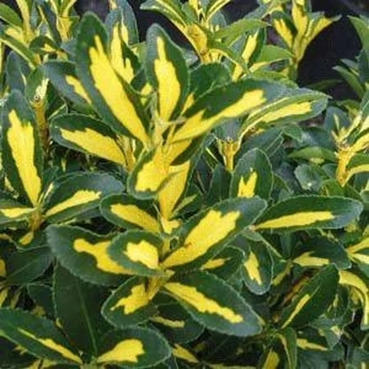 foglie evonimo