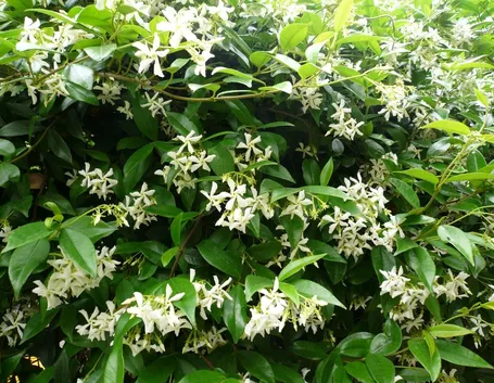 Foglie e fiori di finto Gelsomino