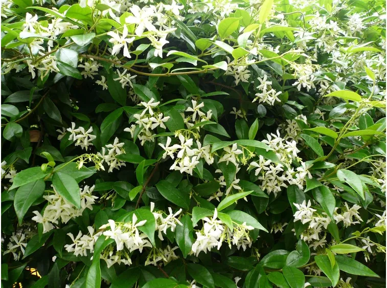 Foglie e fiori di finto Gelsomino