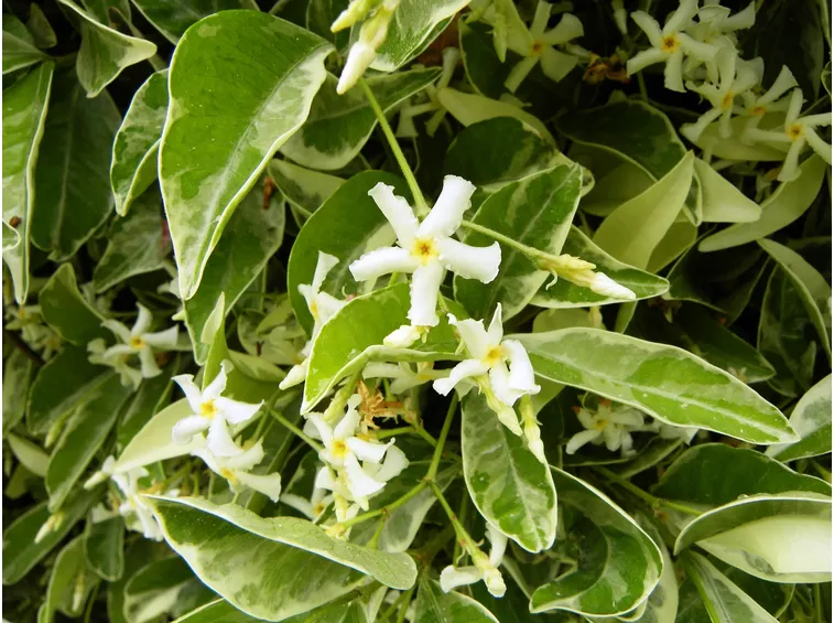 Pianta di finto Gelsomino