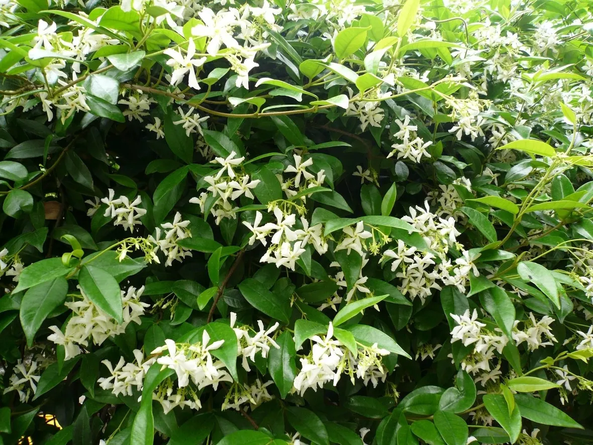 Foglie e fiori di finto Gelsomino