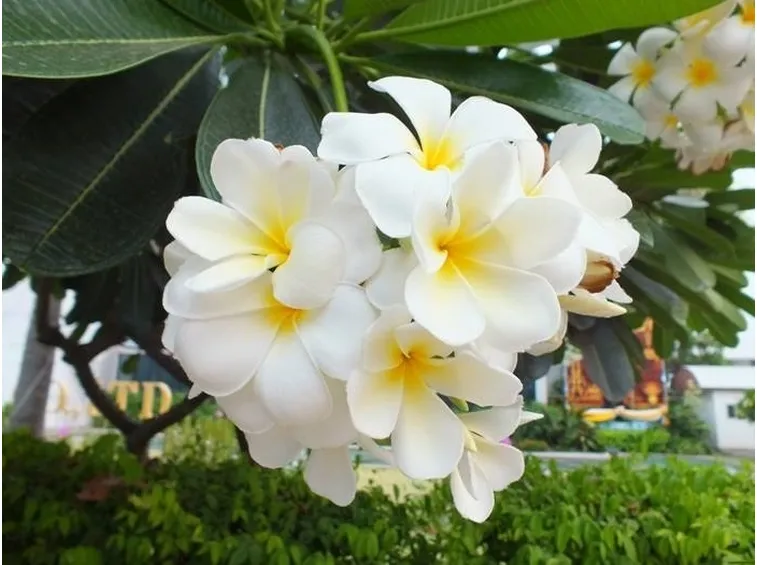 Pianta del fiore frangipane