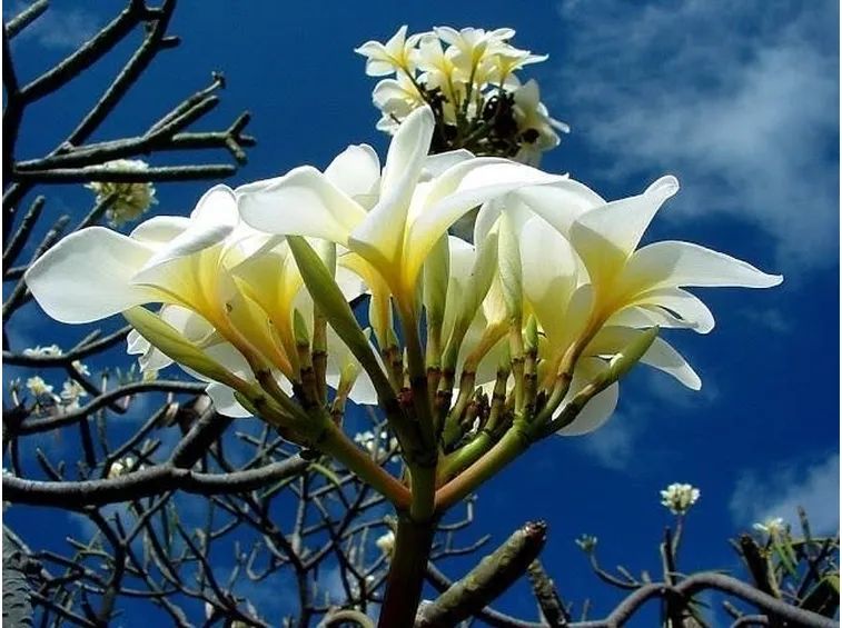 Fiori di frangipane