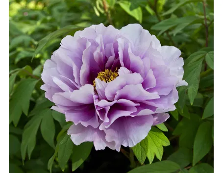 Un fiore di peonia di color violetto