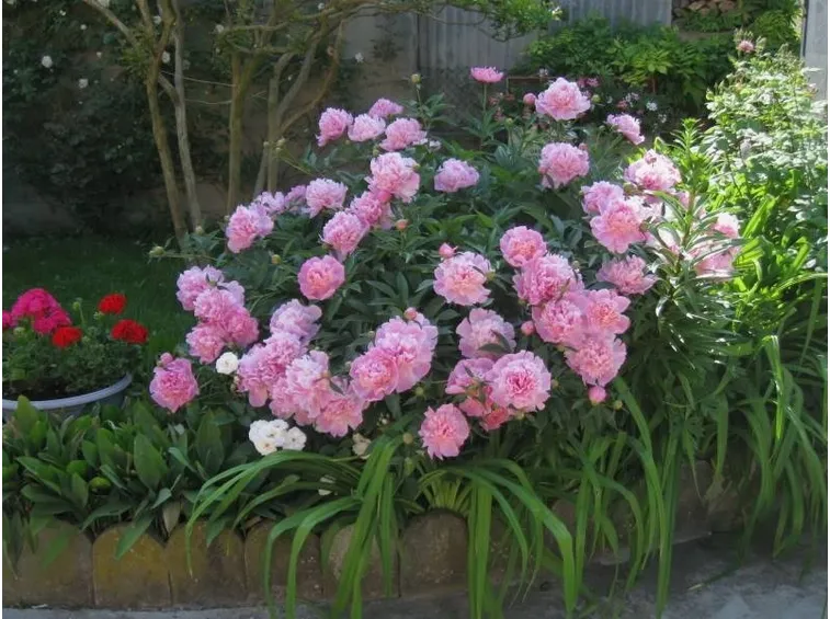 Una bella pianta di peonia dai fiori rosa