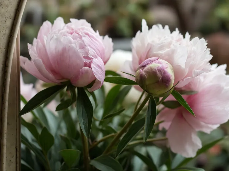 Una pianta di peonia dai fiori sgargianti