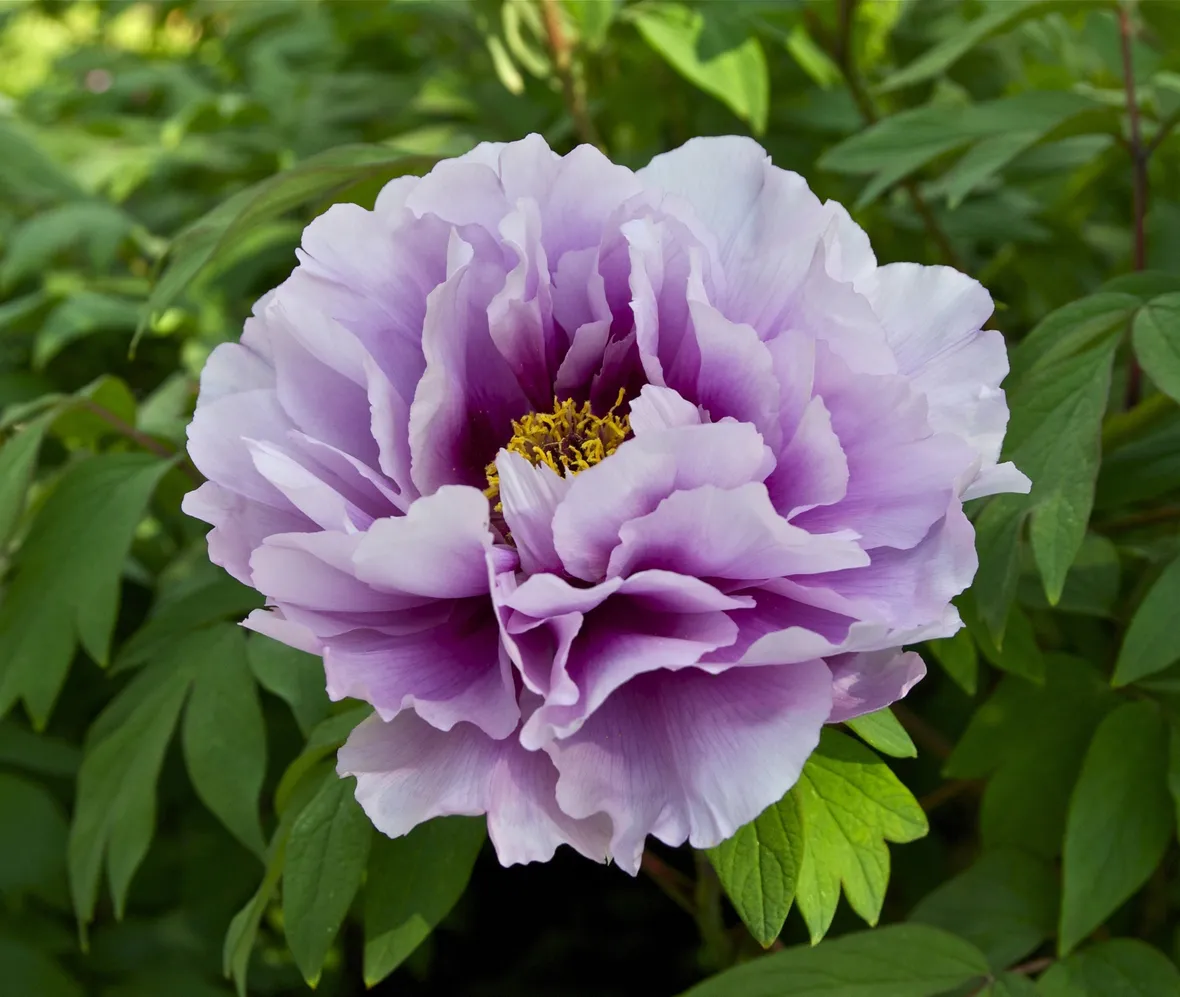 Un fiore di peonia di color violetto