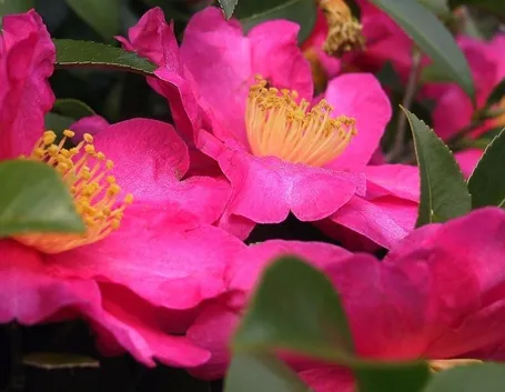 Un esemplare di Camelia