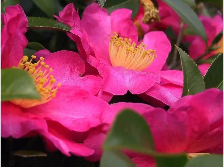 Un esemplare di Camelia