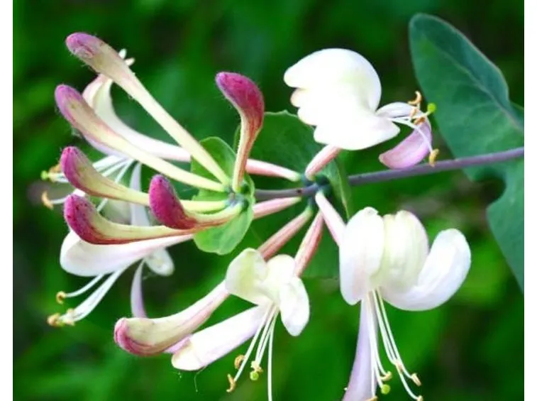Un esemplare di lonicera