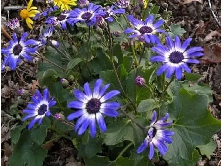 Una cineraria