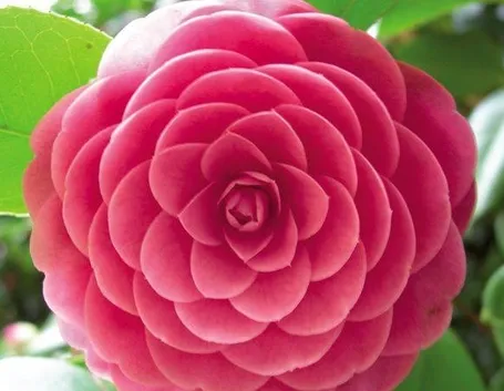 Fiore di camelia invernale