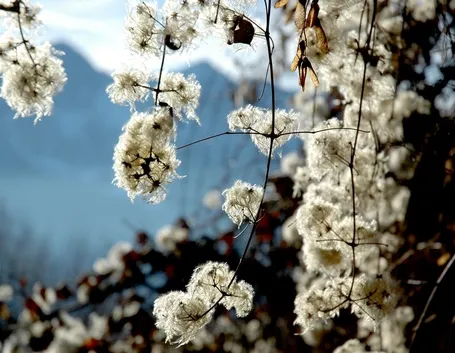 Esempio di fiori invernali