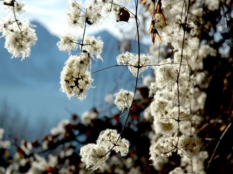 Esempio di fiori invernali