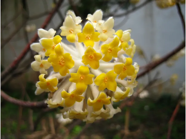 Tipica fioritura di una Edgeworthia