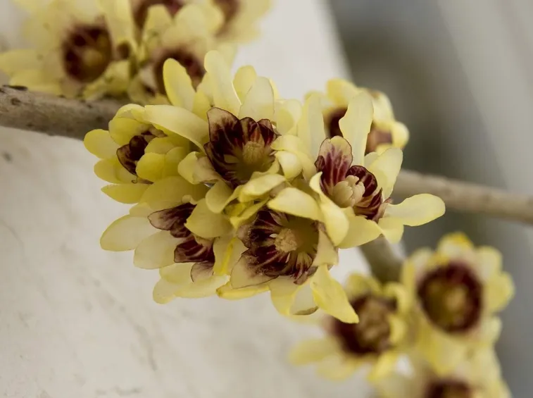 Fiori di Calicanto