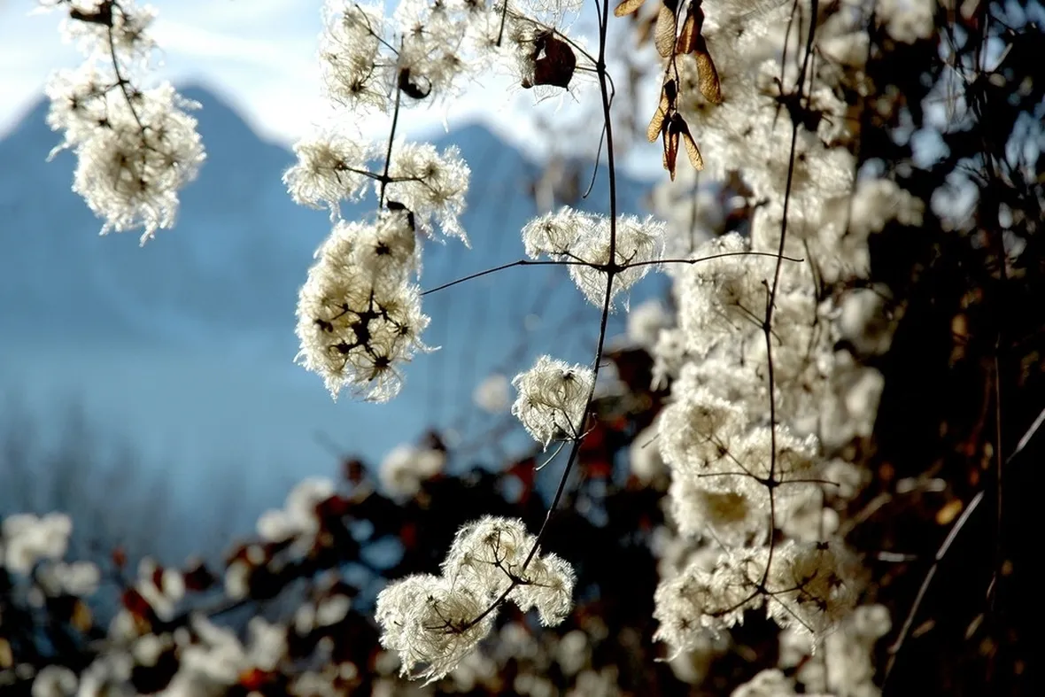 Esempio di fiori invernali