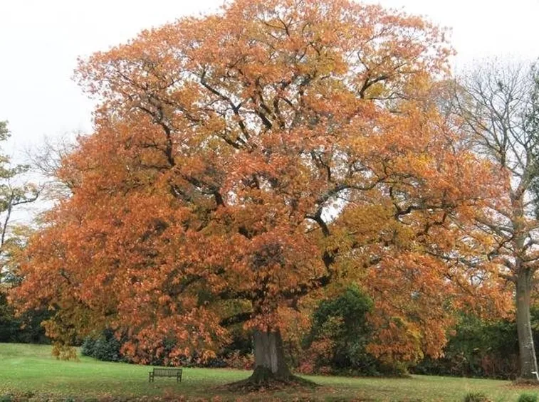 Una Quercus Rubra
