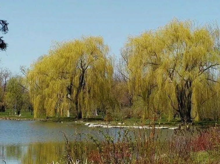 Splendidi salici autunnali