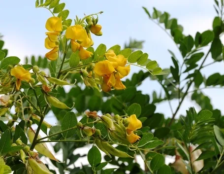 Foglie e fiori di Colutea