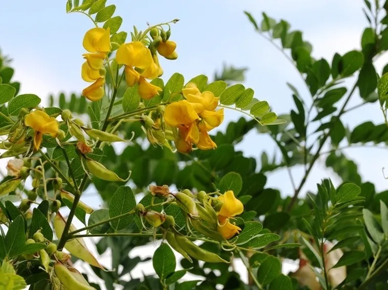 Foglie e fiori di Colutea