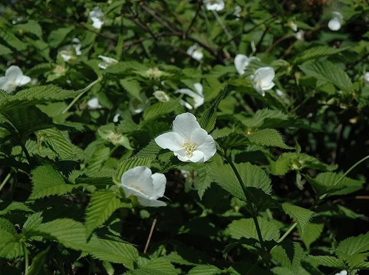 Foglie e fiori di Rhodotypos