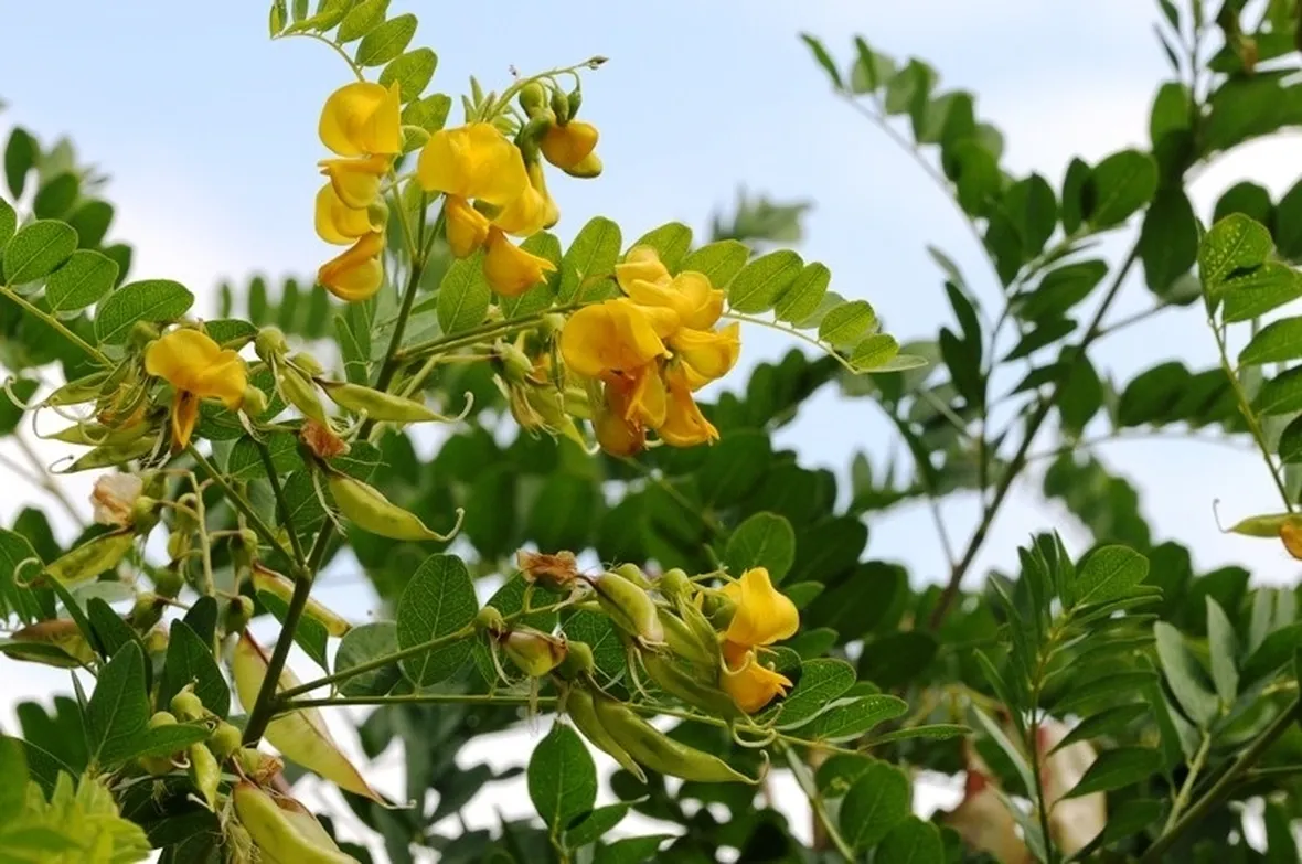 Foglie e fiori di Colutea