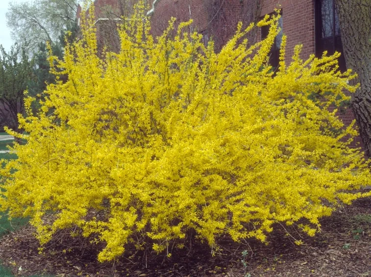Una siepe di forsythia