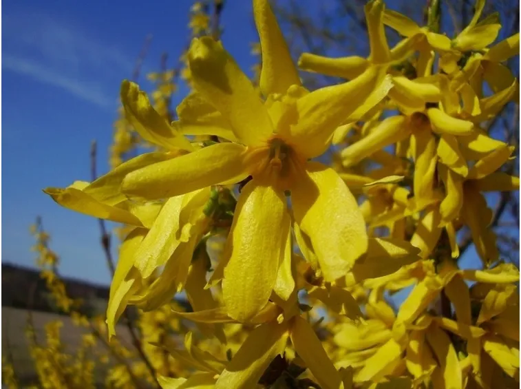 Una pianta di forsythia
