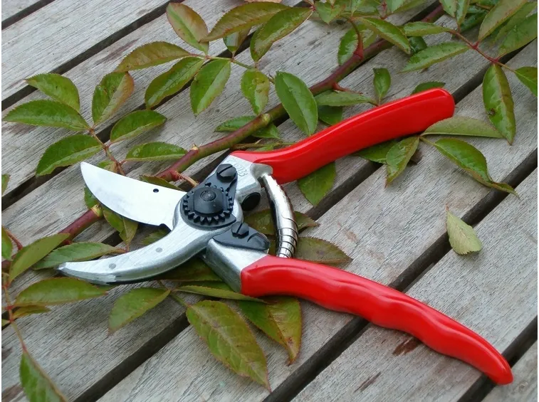 La potatura della forsythia