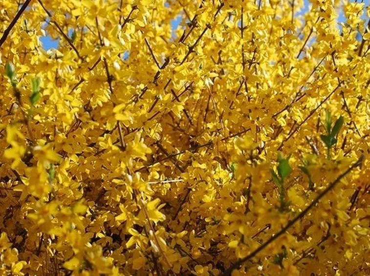 Una forsythia in fiore